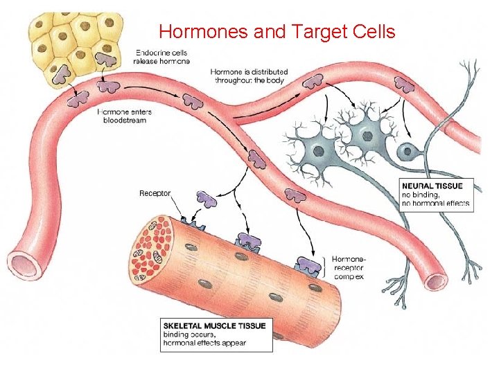 Hormones and Target Cells 