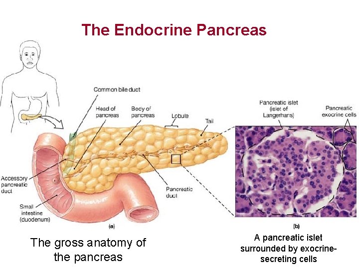 The Endocrine Pancreas The gross anatomy of the pancreas A pancreatic islet surrounded by