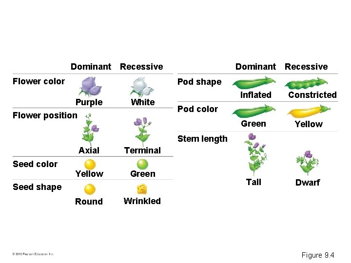 Dominant Recessive Flower color Dominant Recessive Pod shape Purple White Flower position Inflated Constricted