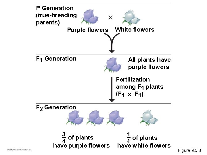 P Generation (true-breading parents) Purple flowers F 1 Generation White flowers All plants have