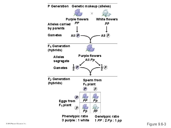 P Generation Genetic makeup (alleles) Purple flowers Alleles carried PP White flowers pp by