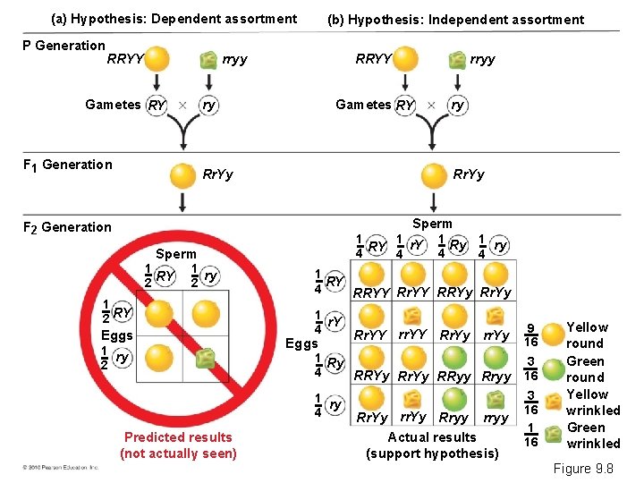 (a) Hypothesis: Dependent assortment P Generation RRYY (b) Hypothesis: Independent assortment RRYY rryy Gametes