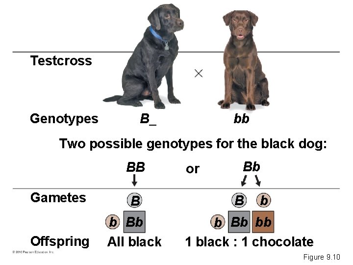 Testcross Genotypes B_ bb Two possible genotypes for the black dog: BB Gametes B