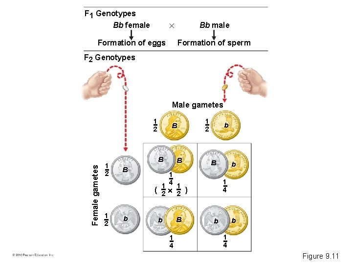 F 1 Genotypes Bb female Bb male Formation of sperm Formation of eggs F