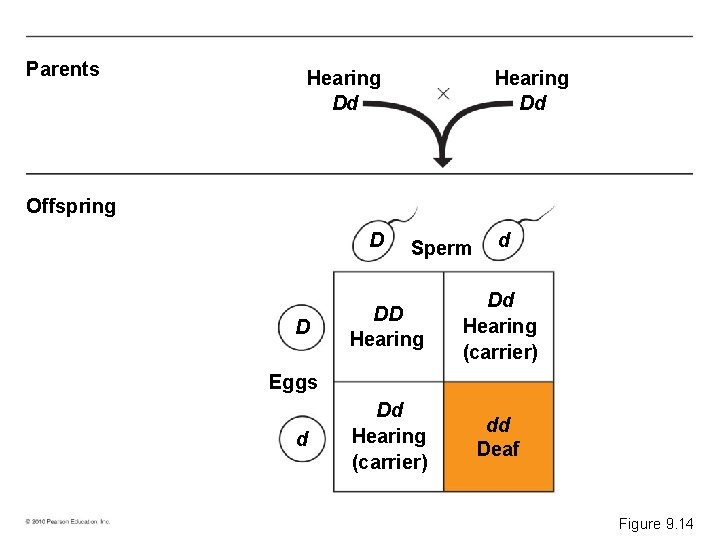 Parents Hearing Dd Offspring D D Sperm d DD Hearing Dd Hearing (carrier) dd