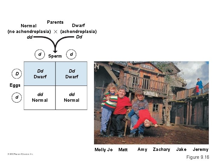 Parents Dwarf Normal (achondroplasia) (no achondroplasia) Dd dd d D Sperm d Dd Dwarf