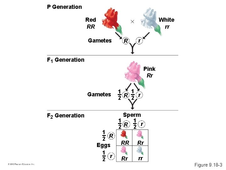 P Generation White rr Red RR Gametes R r F 1 Generation Pink Rr