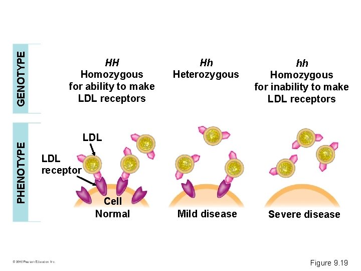 GENOTYPE PHENOTYPE HH Homozygous for ability to make LDL receptors Hh Heterozygous hh Homozygous