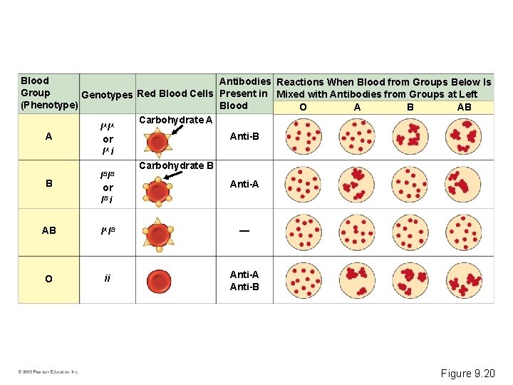 Blood Antibodies Reactions When Blood from Groups Below Is Group Genotypes Red Blood Cells