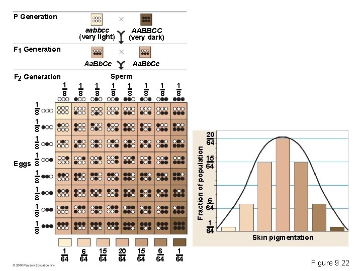 P Generation aabbcc (very light) AABBCC (very dark) Aa. Bb. Cc F 1 Generation