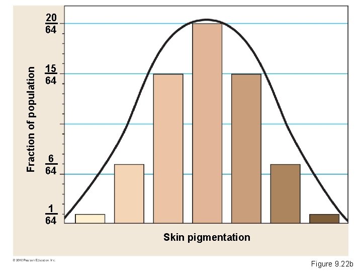 Fraction of population 20 64 15 64 6 64 1 64 Skin pigmentation Figure