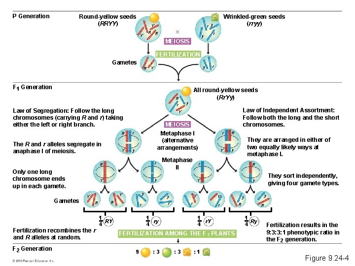P Generation Round-yellow seeds (RRYY) r y Y R R Y Wrinkled-green seeds (rryy)