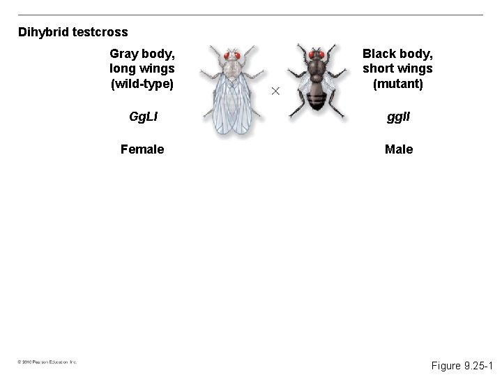 Dihybrid testcross Gray body, long wings (wild-type) Black body, short wings (mutant) Gg. Ll