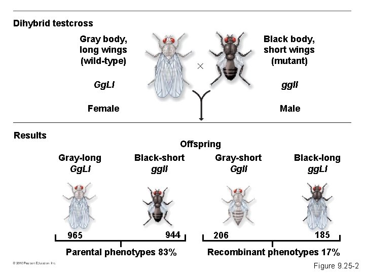Dihybrid testcross Gray body, long wings (wild-type) Black body, short wings (mutant) Gg. Ll