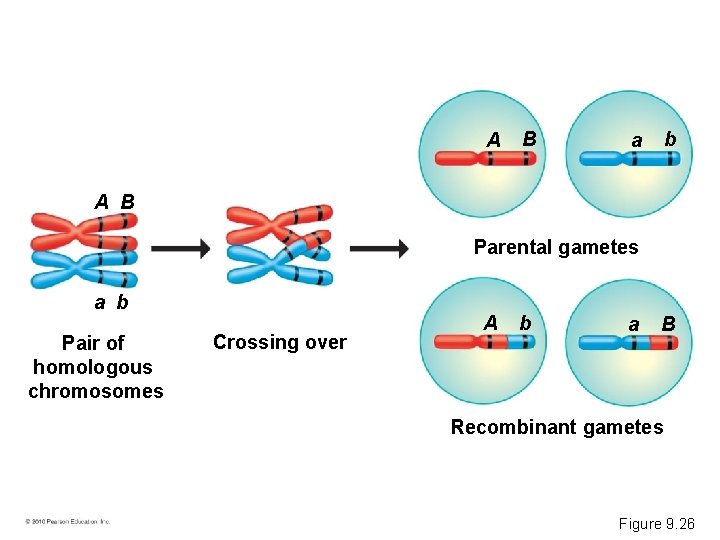 A B b a A B Parental gametes a b Pair of homologous chromosomes