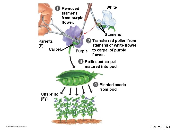 White Removed stamens from purple flower. Stamens Parents (P) Carpel Purple Transferred pollen from