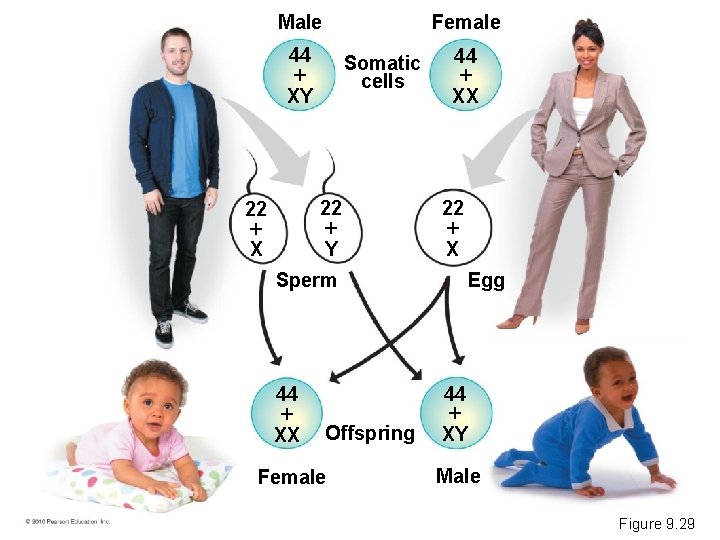 Male Female 44 XY Somatic cells 22 Y 22 X Sperm 44 XX Offspring