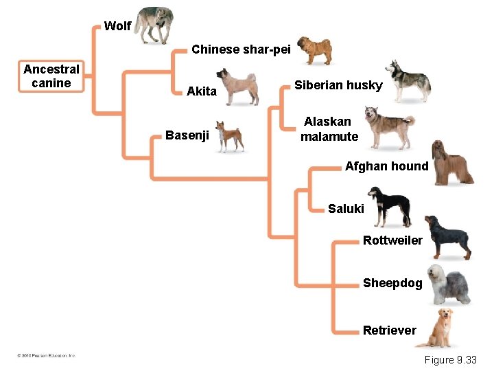 Wolf Chinese shar-pei Ancestral canine Akita Basenji Siberian husky Alaskan malamute Afghan hound Saluki