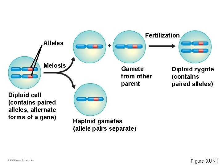 Fertilization Alleles Meiosis Diploid cell (contains paired alleles, alternate forms of a gene) Gamete