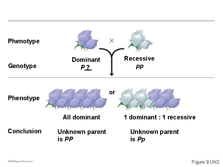 Phenotype Genotype or Phenotype All dominant Conclusion Recessive pp Dominant P? Unknown parent is