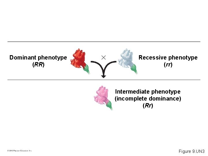 Dominant phenotype (RR) Recessive phenotype (rr) Intermediate phenotype (incomplete dominance) (Rr) Figure 9. UN