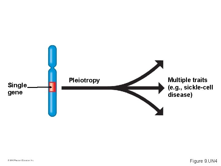 Single gene Pleiotropy Multiple traits (e. g. , sickle-cell disease) Figure 9. UN 4