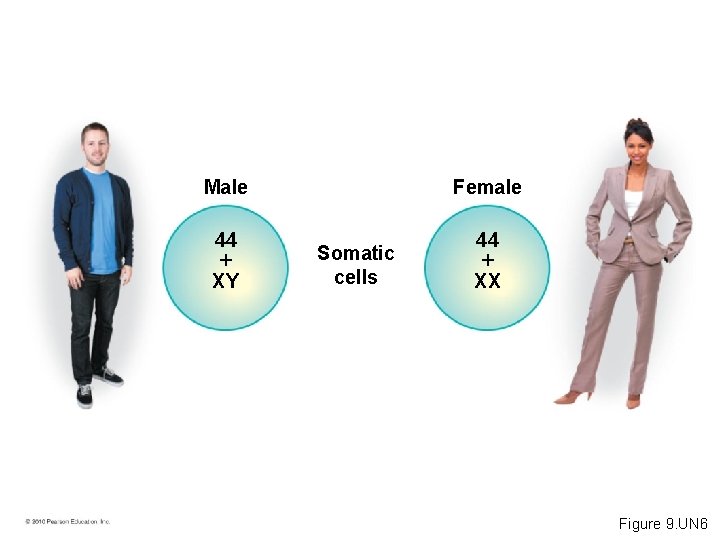 Male 44 XY Female Somatic cells 44 XX Figure 9. UN 6 
