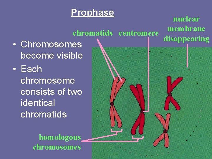Prophase nuclear membrane chromatids centromere disappearing • Chromosomes become visible • Each chromosome consists