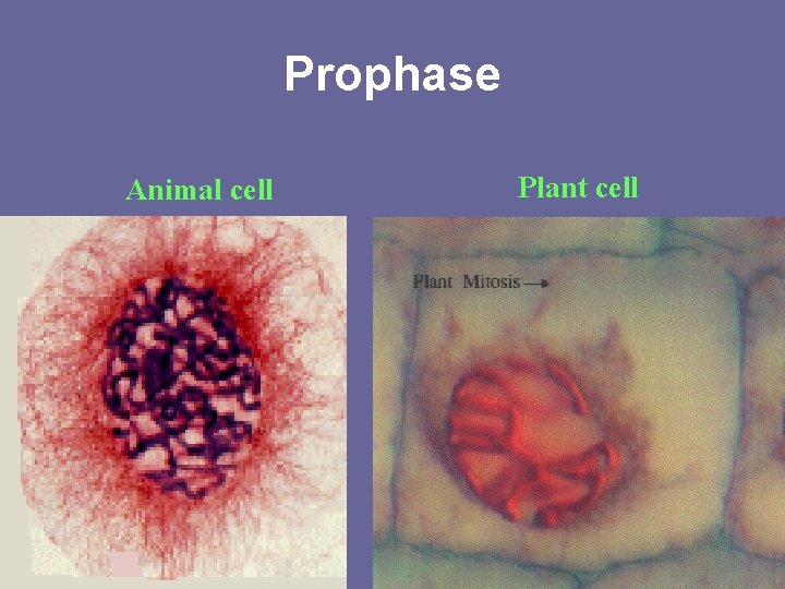 Prophase Animal cell Plant cell 