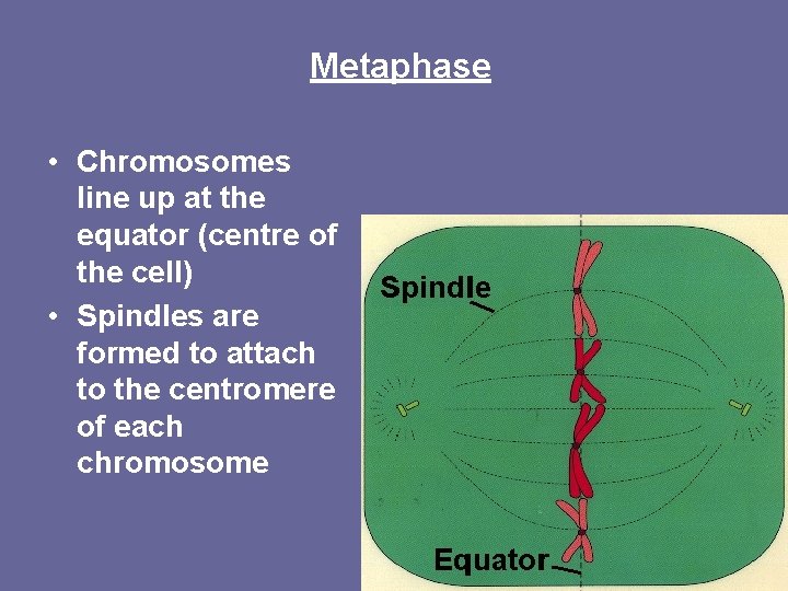 Metaphase • Chromosomes line up at the equator (centre of the cell) • Spindles