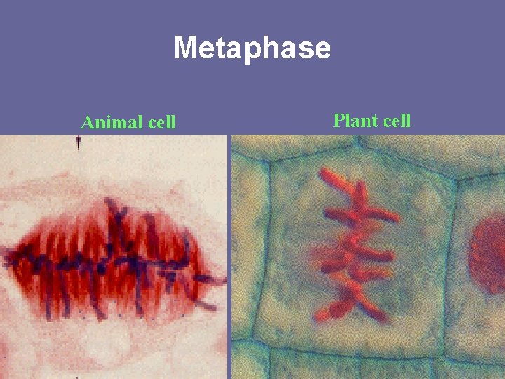 Metaphase Animal cell Plant cell 