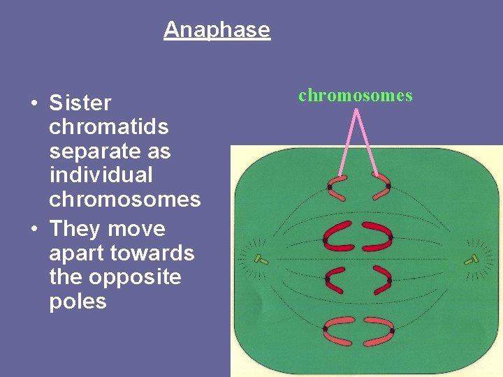 Anaphase • Sister chromatids separate as individual chromosomes • They move apart towards the