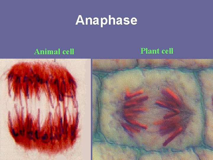 Anaphase Animal cell Plant cell 