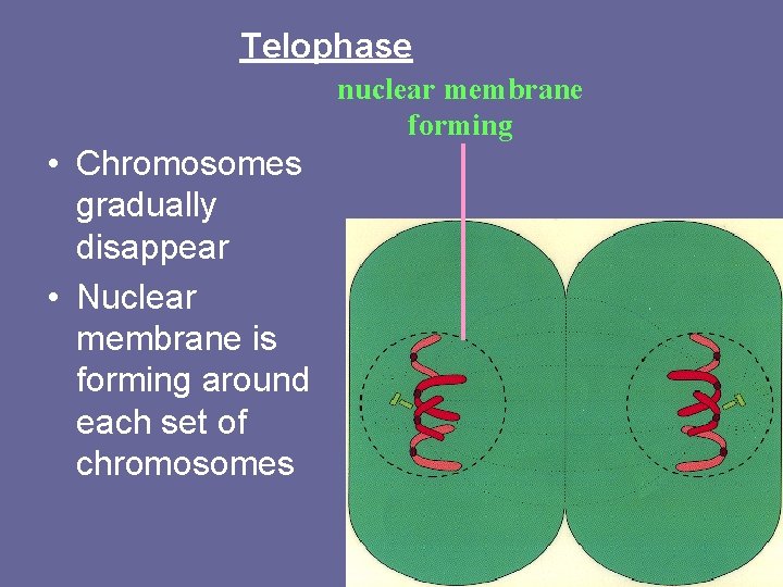 Telophase nuclear membrane forming • Chromosomes gradually disappear • Nuclear membrane is forming around