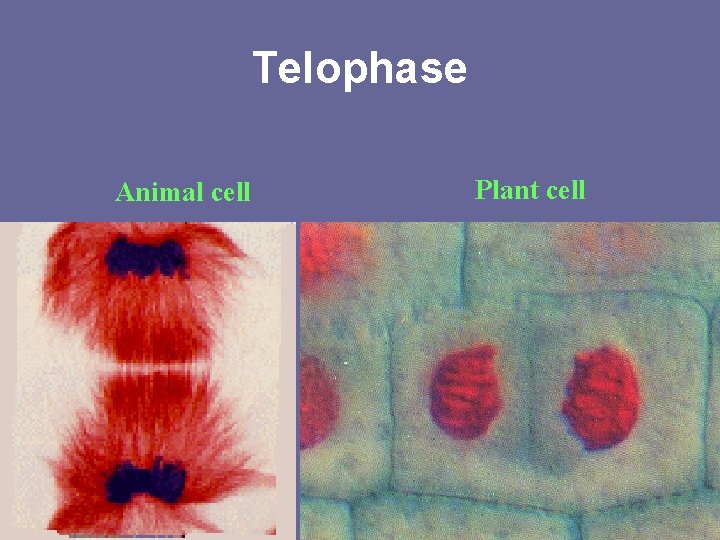 Telophase Animal cell Plant cell 