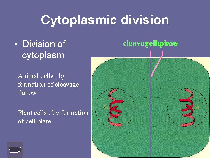 Cytoplasmic division • Division of cytoplasm Animal cells : by formation of cleavage furrow