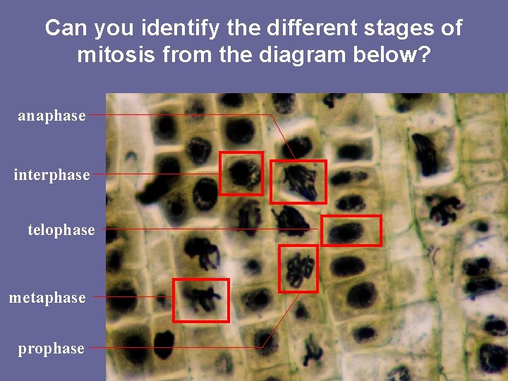 Can you identify the different stages of mitosis from the diagram below? anaphase interphase