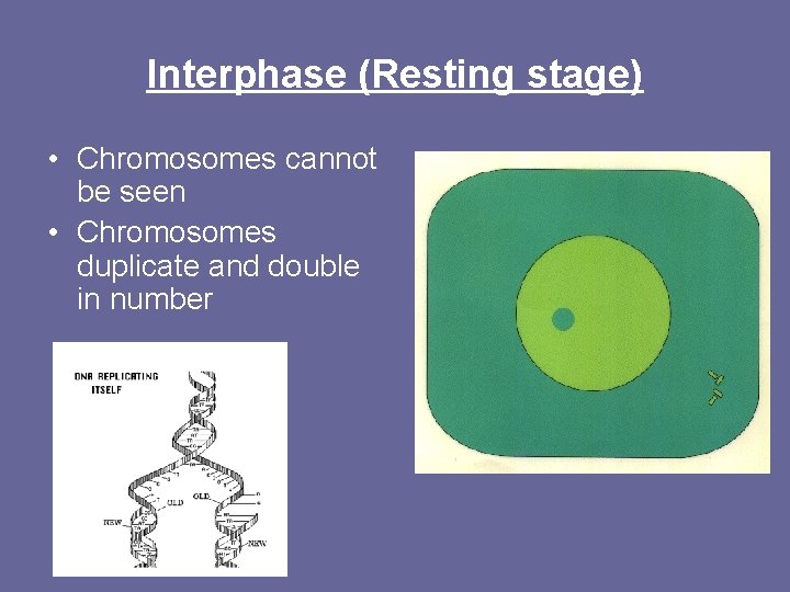 Interphase (Resting stage) • Chromosomes cannot be seen • Chromosomes duplicate and double in