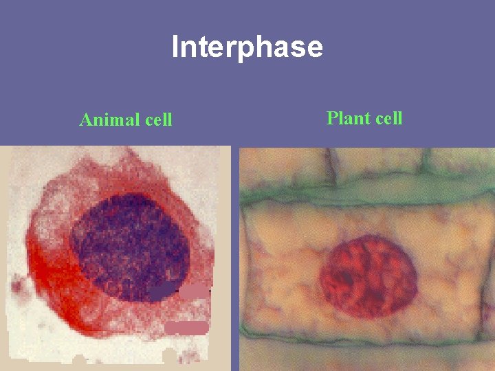 Interphase Animal cell Plant cell 