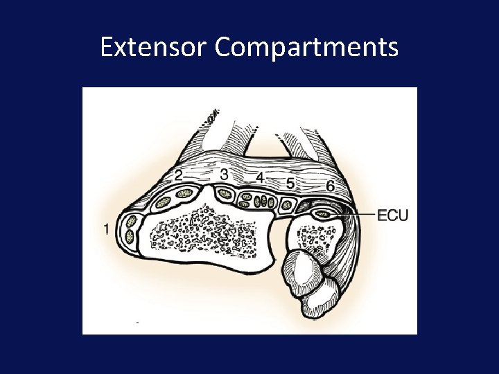 Extensor Compartments 