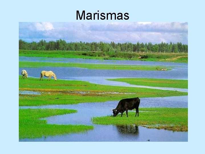 Marismas 