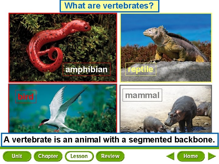 What are vertebrates? amphibian bird reptile mammal A vertebrate is an animal with a