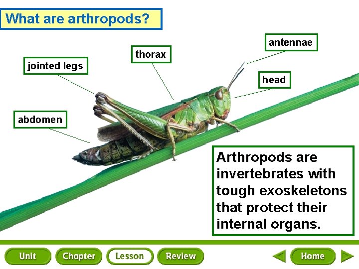 What are arthropods? antennae thorax jointed legs head abdomen Arthropods are invertebrates with tough