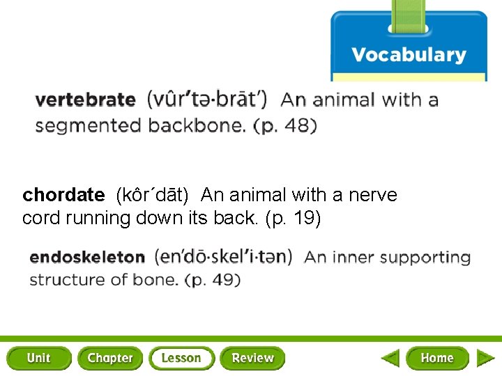 chordate (kôr΄dāt) An animal with a nerve cord running down its back. (p. 19)