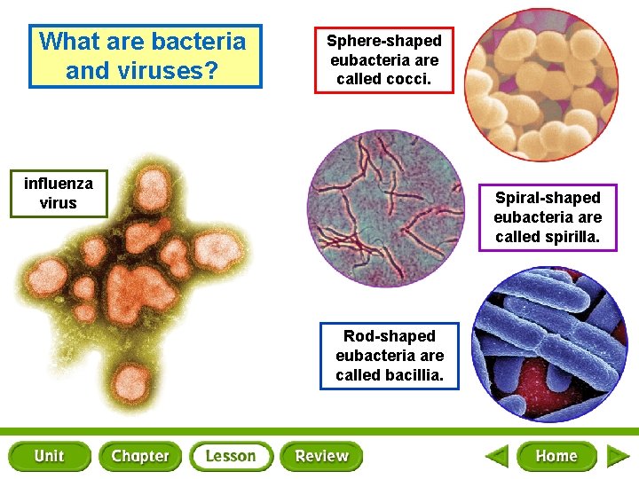 What are bacteria and viruses? Sphere-shaped eubacteria are called cocci. influenza virus Spiral-shaped eubacteria