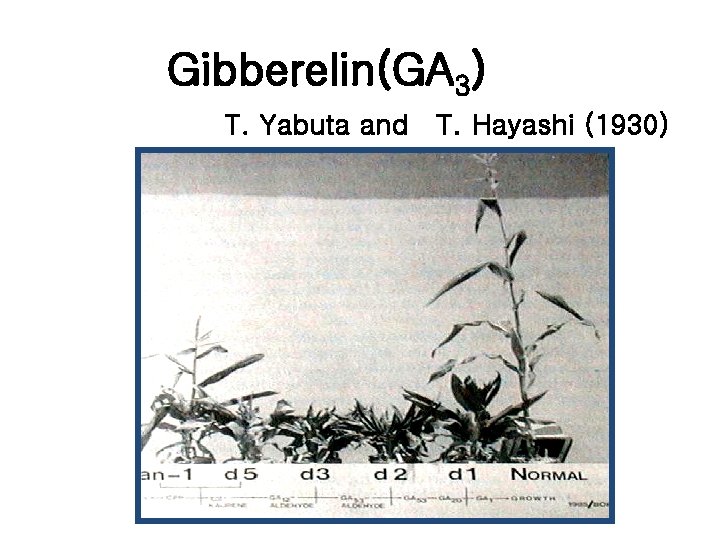 Gibberelin(GA 3) T. Yabuta and T. Hayashi (1930) 