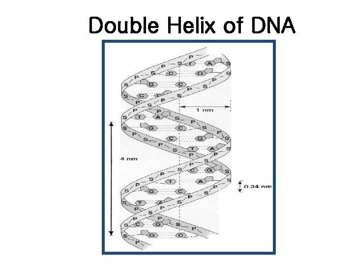 Double Helix of DNA 