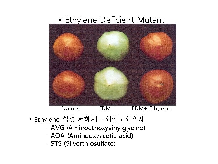  • Ethylene Deficient Mutant Normal EDM+ Ethylene • Ethylene 합성 저해제 - 화훼노화억제