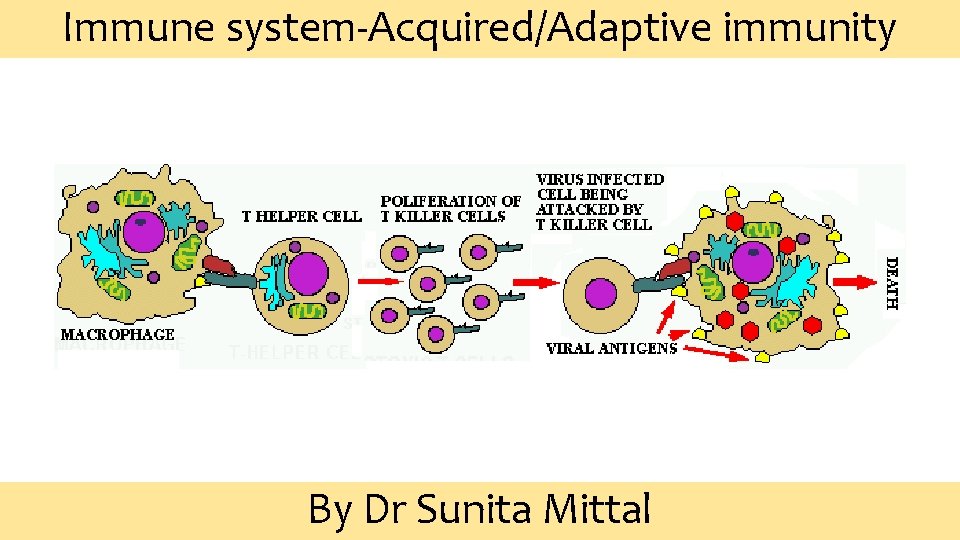 Acquire Immunity Immune systemAcquiredAdaptive immunity By Dr Sunita Mittal Learning