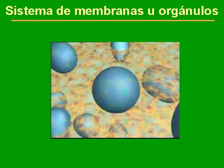 Sistema de membranas u orgánulos 